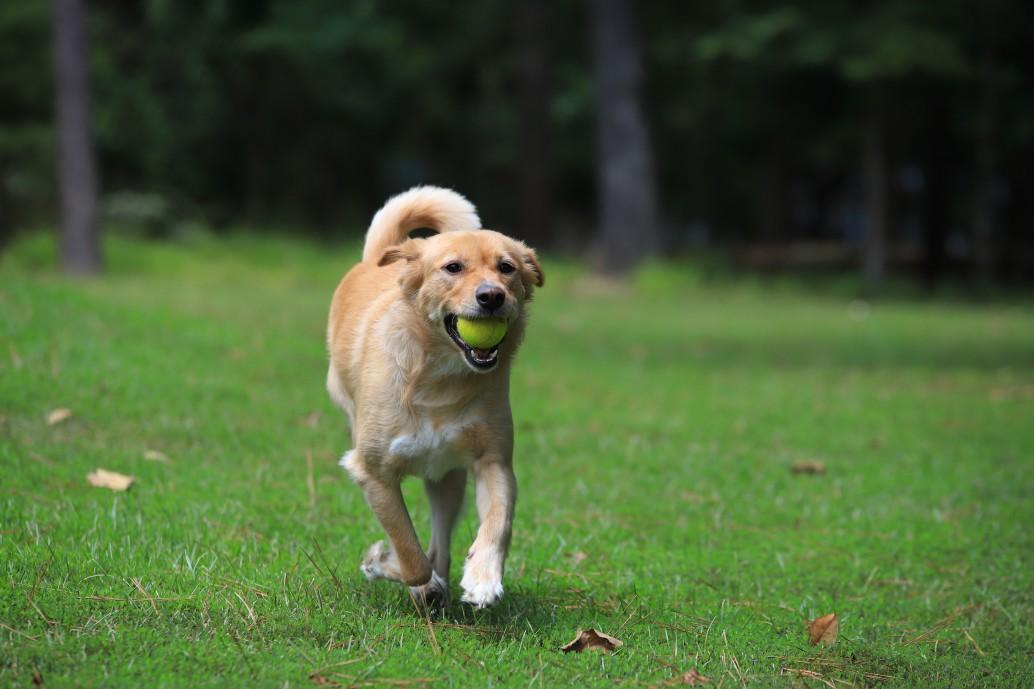 golden-mixed-breed-running-with-ball_t20_Op92lp