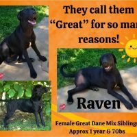 raven